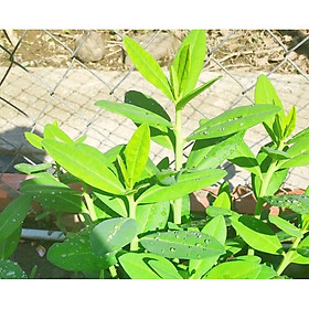 Mua Cây giống thạch anh