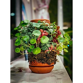 Mua Tháp cây đứng TERRAPLANTER gốm trồng cây dương sỉ rêu thủy canh nhiều lỗ DOOA TERRARIUM - TERRA-02