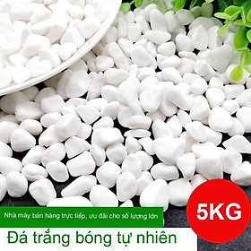 5KG Sỏi trắng, đá trắng cao cấp, trang trí chậu cây, hồ cá, bể cá, tiểu cảnh, hòn non bộ thủy sinh, cây cảnh