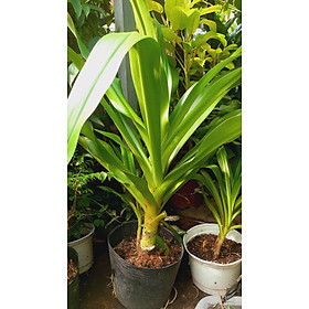 Mua cây náng hoa trắng - đại tướng quân hoa trắng - đk thân 6-8cm