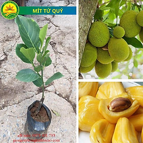 Cây giống mít dài malaysia, cây giống thế hệ mới, cây giống khỏe dễ trồng, quả to dài năng suất cao