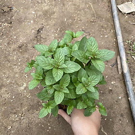 Mua Cây bạc hà chocomint trồng bầu đen (Cây như ảnh)