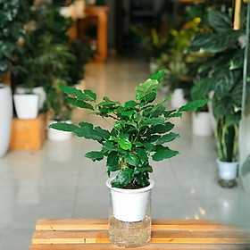 Mua cây hạnh phúc thủy sinh