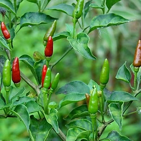 Mua Hạt Giống Ớt Xiêm Thái Lan