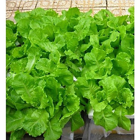 Combo 3 gói hạt giống rau xà lách xoăn xanh chịu nhiệt-gói 0,5 gram-tặng kèm gói phân bón lót