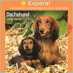 Sách - Longhaired Dachshund Calendar 2024  Square Dog Breed Wall Calendar - 16 Month by  (UK edition, paperback)