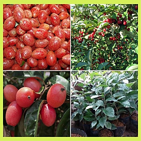 Mua Cây giống nhót ngọt khỏe mạnh không sâu bệnh.