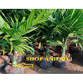 Mua Combo 2 Cây CAU LÙN cam kết chất lượng