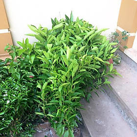 Cây vối nếp - cao 1m -Không giao dc 19 tỉnh Miền Nam