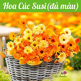 Hạt giống Hoa Cúc Susi Rado 818 gói 0,1gr - Mix màu