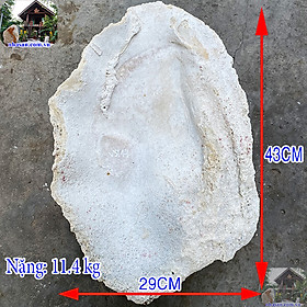 Mua Vỏ trai tai tượng hóa thạch - Món quà từ đại dương - 11.4kg (KT: 43x29 cm)- VST14