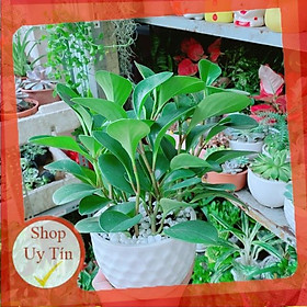 Mua Chậu Cây Trường Sinh