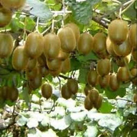 Mua CÂY GIỐNG KIWI LEO GIÀN RUỘT XANH DÒNG QUẢ SỚM  CAM KẾT CHUẨN GIỐNG F1