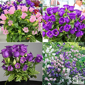 HẠT GIỐNG HOA CHUÔNG LÙN MIX (CAMPANULA)