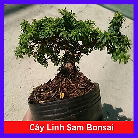 Hình ảnh Cây Linh Sam Bonsai - cây cảnh bonsai + tặng phân bón cho cây
