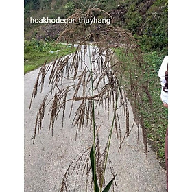 Mua Bông Cỏ San Khô Trang Trí  Decor . Bông đã xử lý chống rụng