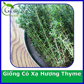 Mua Hạt Giống Cỏ Xạ Hương Thyme (50H)