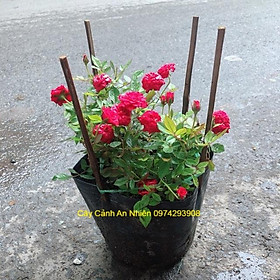 Mua Bụi Hoa Hồng