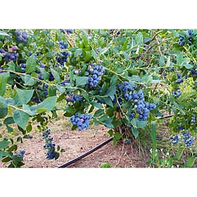 Mua Cây việt quất - Trung Tâm Giống NUA + Tặng 01 cây dâu da đất ( bòn bon)