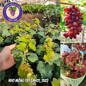 Mua Cây Nho Giống Ngón Tay NH01 - 152 ( Cây dâm hom CAM KẾT KO BÁN GỐC GIÀ ) Hướng Dẫn Trồng Đến Khi Cho Trái