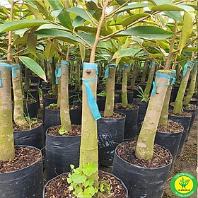 Cây Giống Sầu Riêng ri6 gốc to bầu lớn