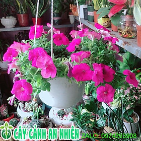 Mua Chậu Cây Dạ Yến Thảo