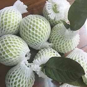 20 túi Đầy đủ Túi xốp, nilong, dây nịt bọc ổi, vú sữa, trái cây