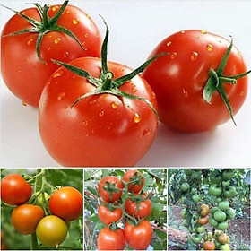 Combo 3 gói hạt giống cà chua chịu ngiệt dể trồng năng xuất cao -tặng kèm 1 gói phân bón