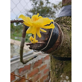 Mua 2 Cây Mai Lá ngọc cành vàng