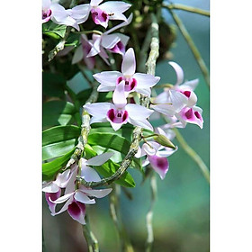 Mua 1 BẢNG (1 GIÒ)TRẦM LAI TO ĐẸP HÀNG GIEO HẠT