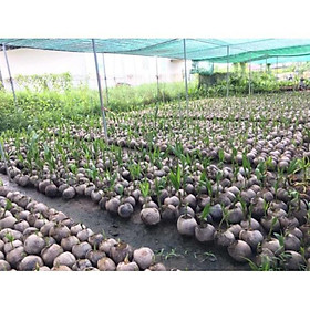 Mua Cây Giống Dừa Xiêm Xanh Lùn F1 (CÓ VƯỜN ĐỂ THAM QUAN)