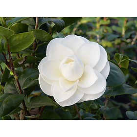 Mua cây giống HOA TRÀ MY TRẮNG (BẠCH TRÀ)