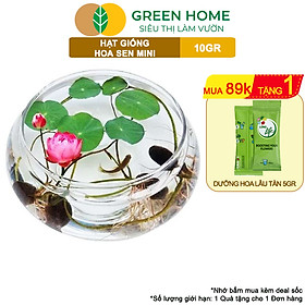 Mua Hạt Giống Hoa Sen Mini GreenHome   Gói 10 Gram  Nhiều Màu  Dễ Trồng  Nảy Mầm Tốt H01