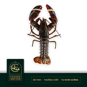 Tôm Hùm Ca Tươi Sống Size (0.45 - 0.55)