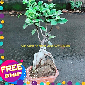 Chậu Cây Si Bonsai Nhật