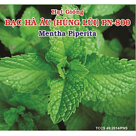 Mua Hạt giống Húng Lũi (Bạc Hà Âu) - Hạt Nảy Mầm Cao  Sinh Trưởng Nhanh