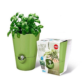 Chậu trồng cây cảnh tưới và thấm nước tự động thiết kế Đức EMSA (có phao nhắc thiếu nước) - màu xanh lá