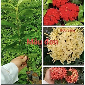 Mua Cây mẫu đơn ta giống hình 4