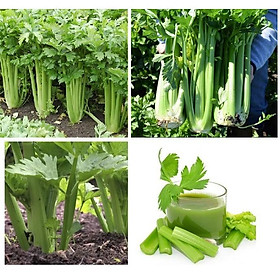 Hạt giống Rau Cần Tây Mỹ ngọt to khổng lồ bẹ to ép nước chịu nhiệt dễ trồng