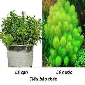 Tiểu bảo tháp 15 cây , cây thủy sinh