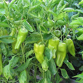 Mua ỚT NGỌT KHỔNG LỒ ETO