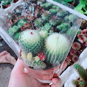 Mua Bụi Xương Rồng