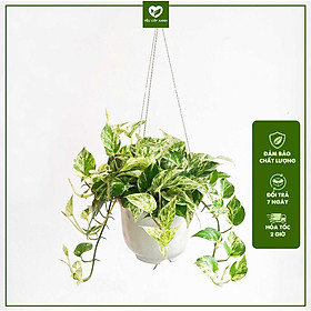 Chậu Treo Trầu Bà Cẩm Thạch
