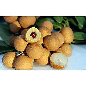 Cây Nhãn Miền Thiết Khoái Châu Hưng Yên giống cây khỏe ít sâu bệnh được ưa chuộng