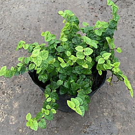 Cây son môi trồng chậu treo bán kính 30cm, cây nở hoa đẹp hình thỏi son môi, trồng trang trí quán cafe, ban công, cửa sổ