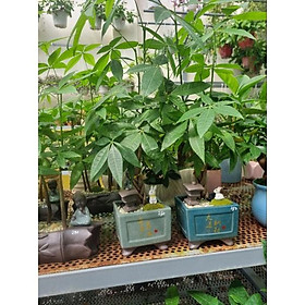 Mua Chậu cây kim ngân ( tiểu cảnh nhà thỏ)