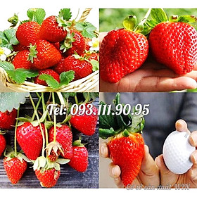 Hạt giống dâu tây khổng lồ – Bịch 10 hạt – Mã số 1578