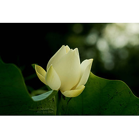 Mua Tranh canvas hoa Sen treo phòng khách ST-00526