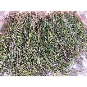 Mua lan hạc vỹ 100g (đã xuống đã để ra hoa) hoa rất đẹp
