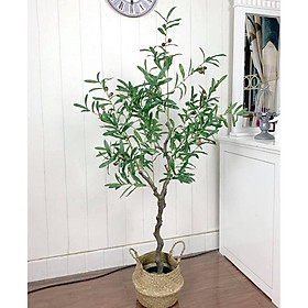 Mua Combo cây ô liu 1m3 kèm chậu cói size M